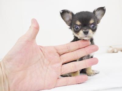 animal_image