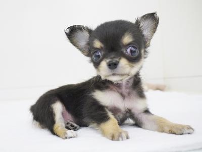 animal_image