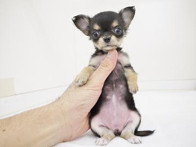 animal_image