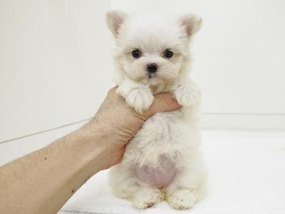 animal_image