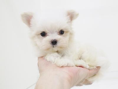 animal_image
