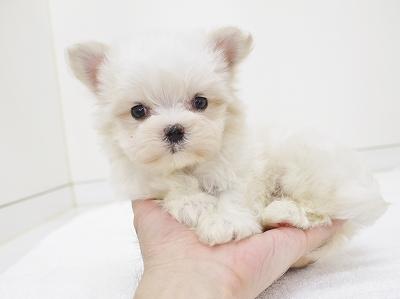 animal_image