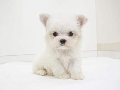 animal_image