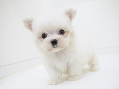 animal_image
