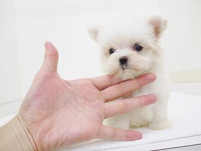 animal_image