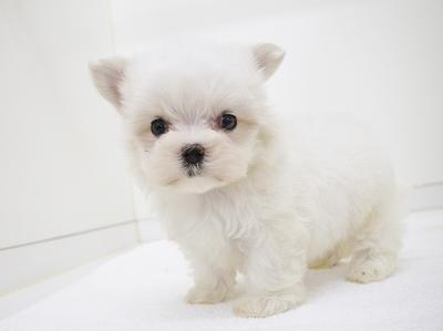 animal_image