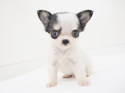 animal_image