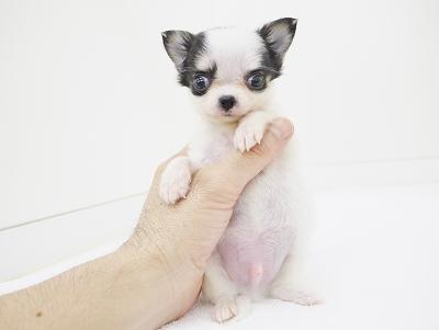 animal_image