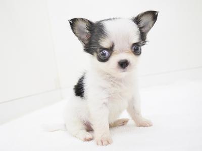 animal_image