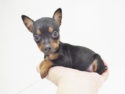 animal_image
