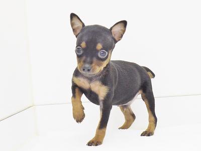 animal_image