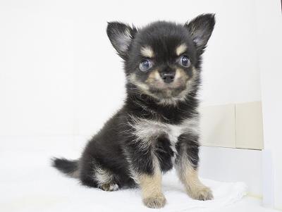 animal_image