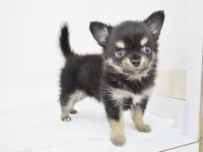 animal_image