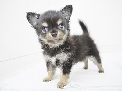 animal_image