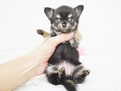 animal_image
