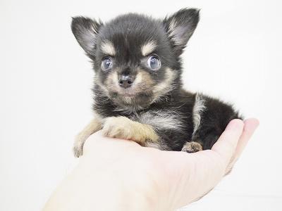 animal_image