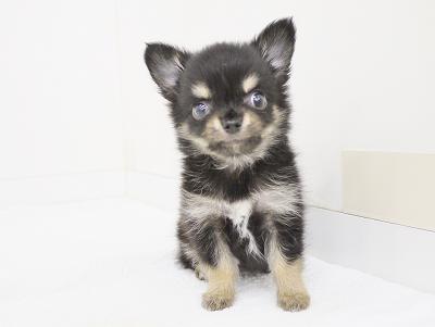 animal_image