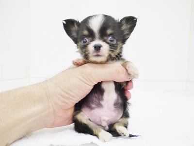 animal_image