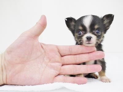 animal_image