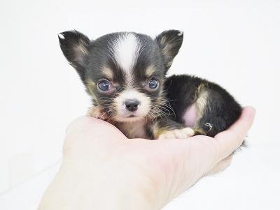 animal_image