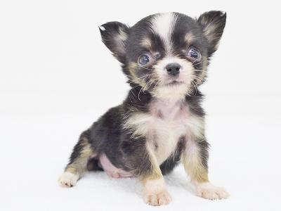 animal_image
