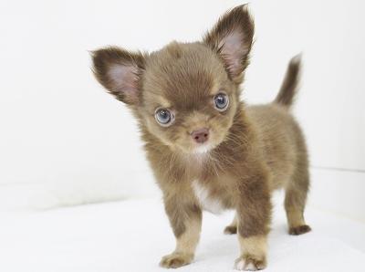 animal_image
