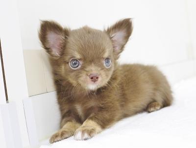 animal_image
