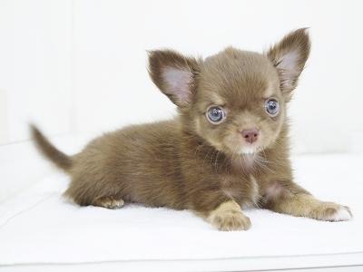 animal_image