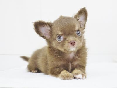 animal_image