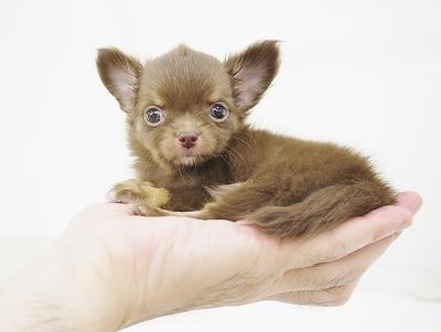 animal_image