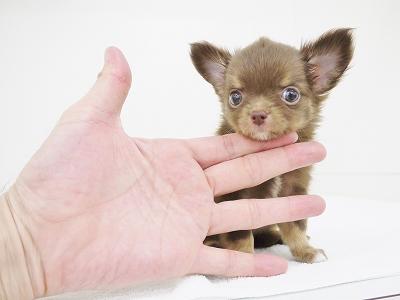 animal_image