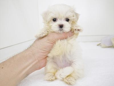 animal_image