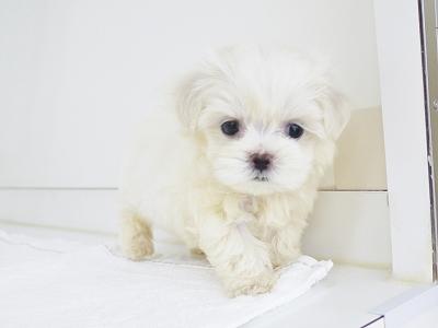 animal_image