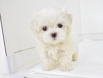 animal_image