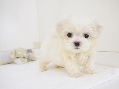 animal_image