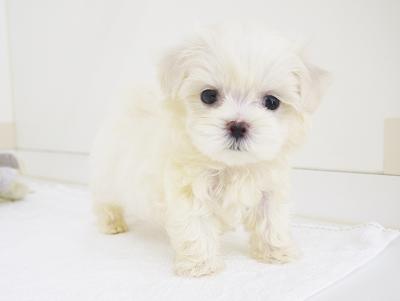 animal_image