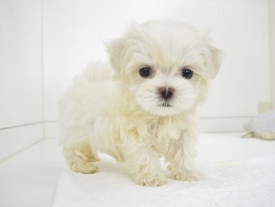 animal_image
