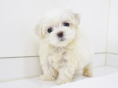 animal_image