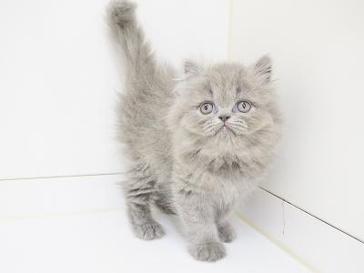 animal_image