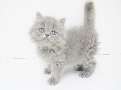 animal_image