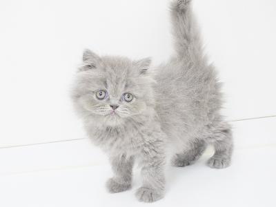 animal_image