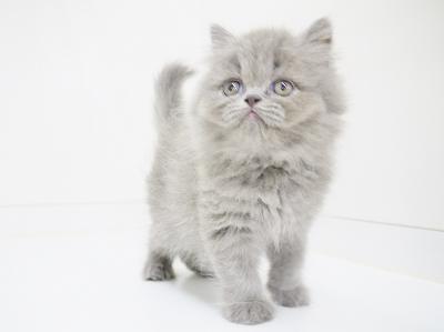 animal_image