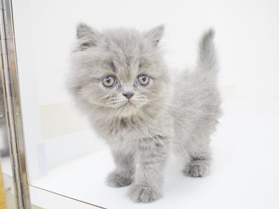animal_image