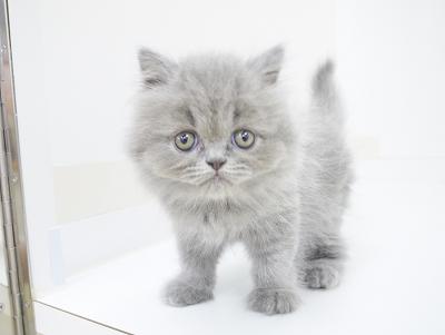 animal_image