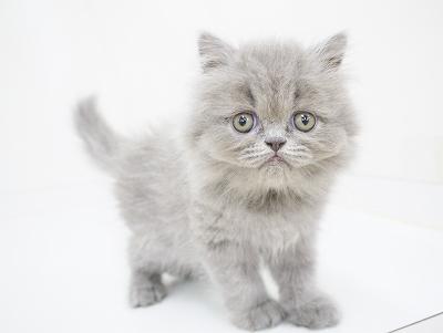 animal_image