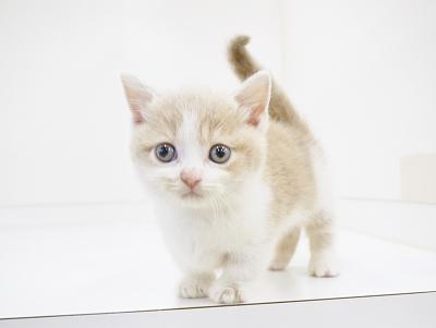 animal_image