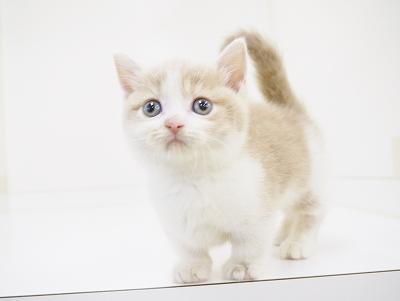 animal_image
