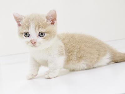 animal_image