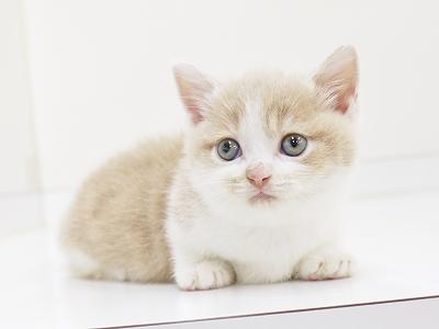 animal_image