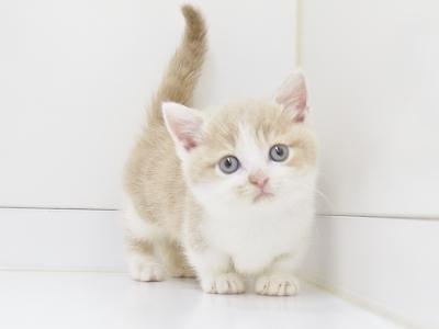 animal_image